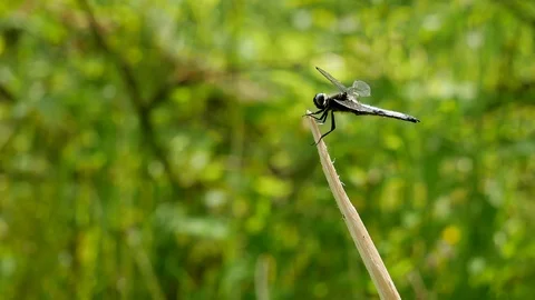 Dragonfly on a branch Video stock 117335803