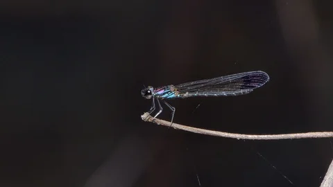 Dragonfly on branch. Stock Footage 117988023