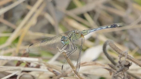 Dragonfly on branch. Video stock 119426795