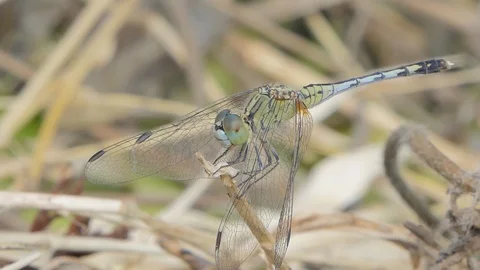 Dragonfly on branch. Stock Footage 119426940