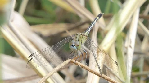 Dragonfly on branch. Video stock 119427089