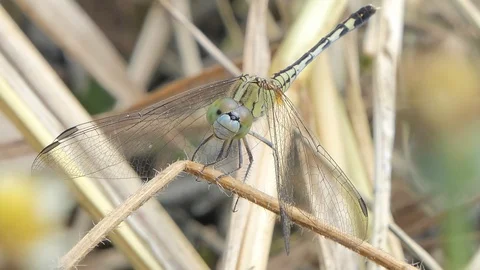 Dragonfly on branch. Video stock 119427215