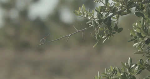 Dragonfly on Branch Stock Footage 134288908