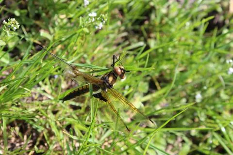 Dragonfly on a branch in the forest Stock Photos