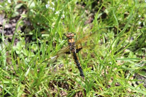 Dragonfly on a branch in the forest Stock Photos