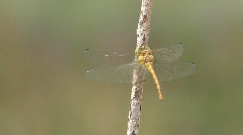 Dragonfly on a branch with a nice bokeh background Stock Footage 55285651