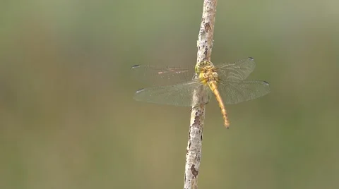 Dragonfly on a branch with a nice bokeh background Stock Footage 55285715