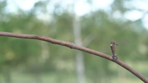 Dragonfly on a branch in the Park, summer Stock Footage