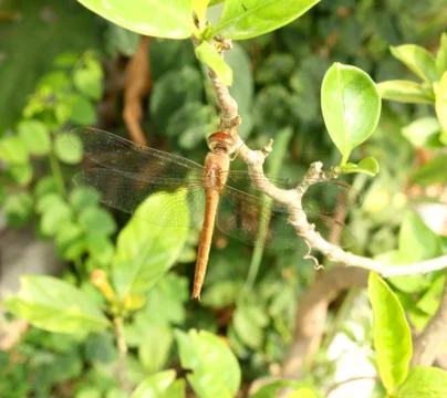 Dragonfly on the branch Stock Photos