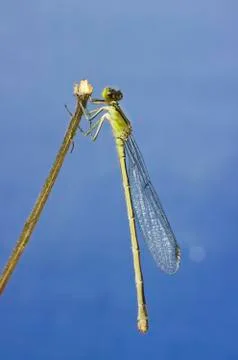 Dragonfly on a branch Stock Photos