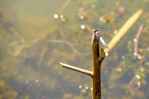 Dragonfly on a Branch Stockfoto's