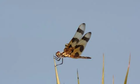 Dragonfly on branch Stock Photos