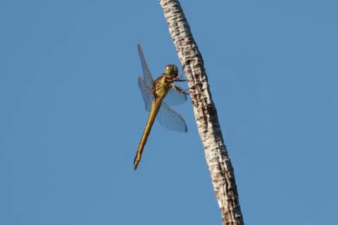 Dragonfly on branch Foto stock