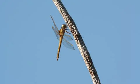 Dragonfly on branch Stock Photos