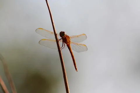 Dragonfly on branch Stock Photos