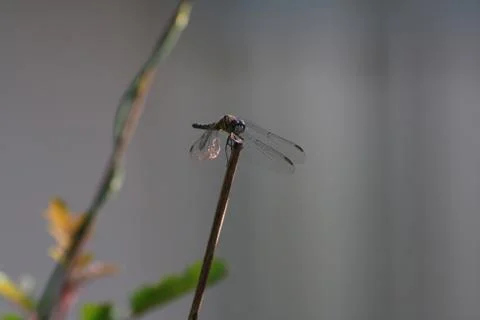 Dragonfly on branch Stock Photos