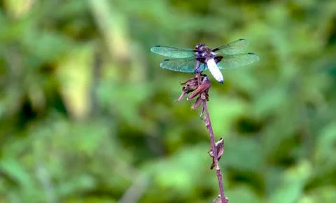 Dragonfly on a branch Stock Photos
