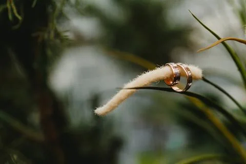 Dragonfly on branch	 Stock Photos
