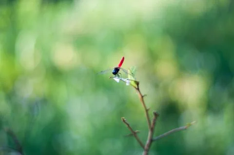 Dragonfly on branch Stock Photos