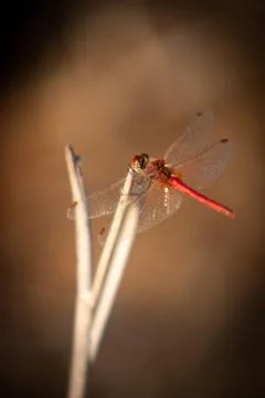 Dragonfly on the branch 写真素材
