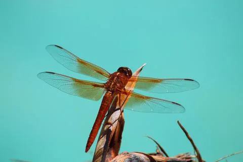Dragonfly On Branch Stock Photos