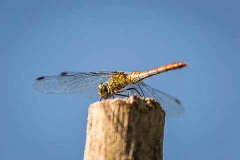 A dragonfly on a branch. Stock Photos