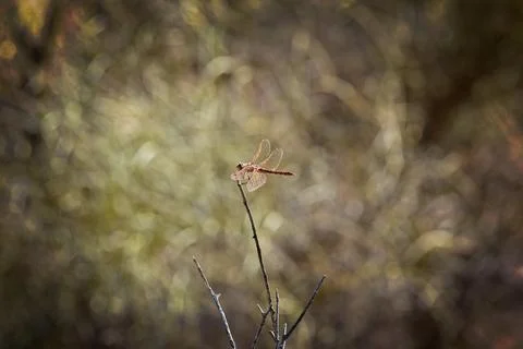Dragonfly on a branch. Stock Photos