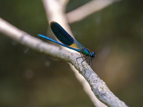 Dragonfly on a branch Stock Photos