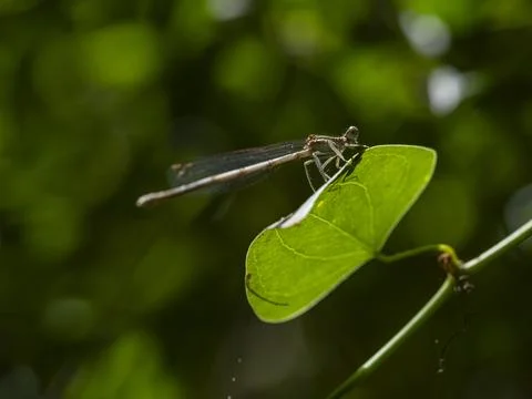 Dragonfly on a branch Stock Photos