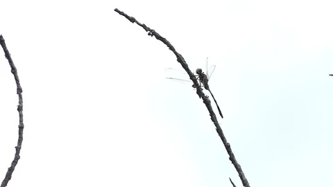 Dragonfly on the branch, Slow Motion HD Stock Footage 80897770