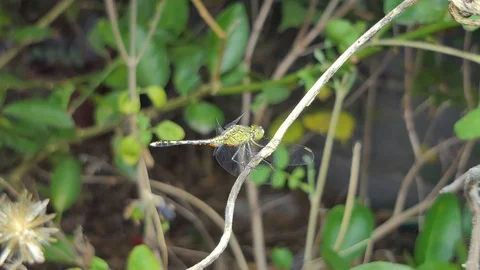 Dragonfly on branch in tropical rain forest. Video stock 105437862
