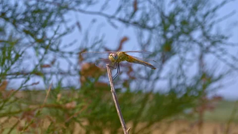 Dragonfly on a branch at windy day Stock Footage 143733618