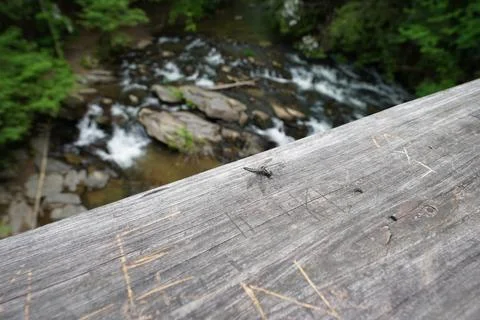 Dragonfly on the Bridge Stock Photos