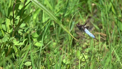 Dragonfly Broad-bodied Chaser lands on a green blade of grass, slow motion Stock Footage 90216851