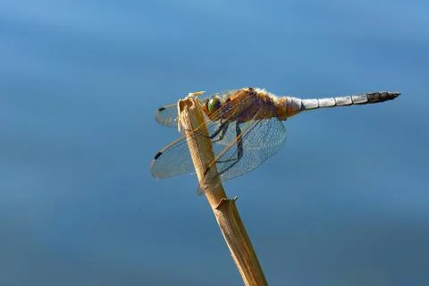 Dragonfly broad-bodied chaser Stock Photos