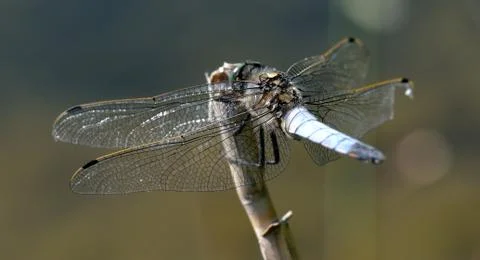 Dragonfly broad-bodied chaser Stock Photos