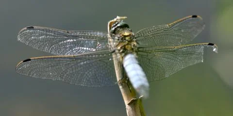Dragonfly broad-bodied chaser Stock Photos