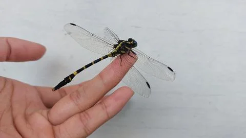 A dragonfly with a broken wing Stock Photos