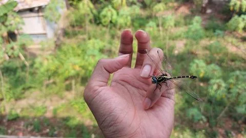 A dragonfly with a broken wing Stock Photos