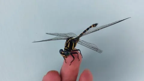 A dragonfly with a broken wing Stock Photos