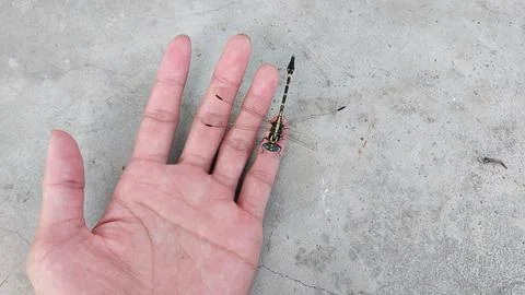 A dragonfly with a broken wing Stock Photos