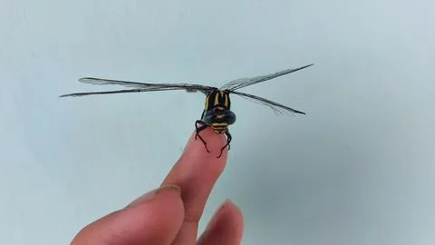 A dragonfly with a broken wing Stock Photos