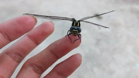 A dragonfly with a broken wing Stock Photos