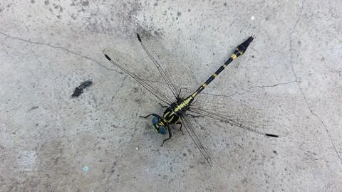 A dragonfly with a broken wing Stock Photos