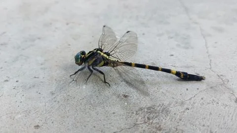 A dragonfly with a broken wing Stock Photos
