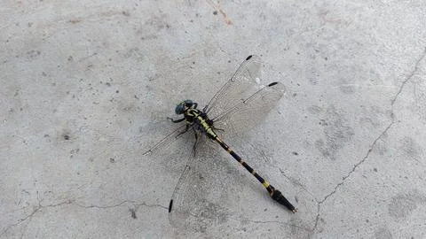 A dragonfly with a broken wing Stock Photos