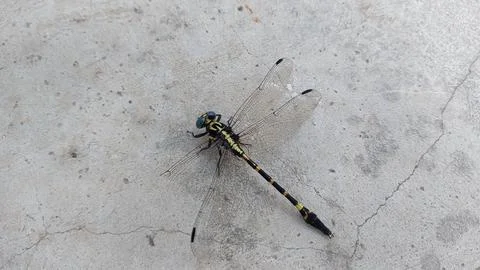 A dragonfly with a broken wing Foto stock