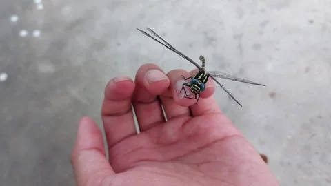 Dragonfly with broken wings Stock Footage 243637571