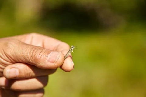 Dragonfly brood Stock Photos