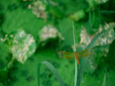 Dragonfly brown creature presenting isolated at green blur leaves background, Stock Photos